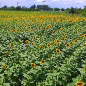 “العروس الصفراء” تُزين الحقول التركية