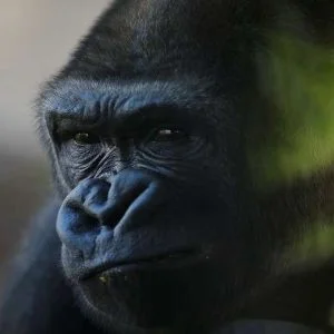 غوريلا تصول وتجول في الرياض