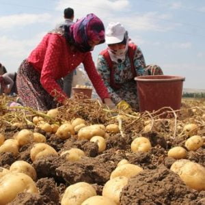 بدء موسم حصاد “الكنز الأصفر” في ولاية جوروم التركية