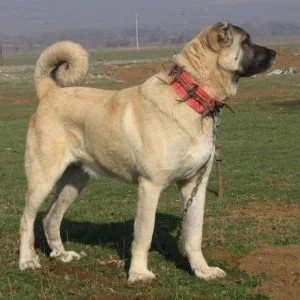 إجازة سياحية لمدة أسبوع في أنطاليا.. لمن يعثر على هذا الكلب