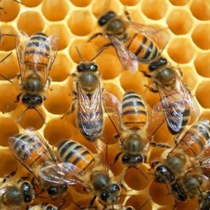 صادرات تركيا من العسل تبلغ 15 مليون دولار خلال النصف الأول من 2018