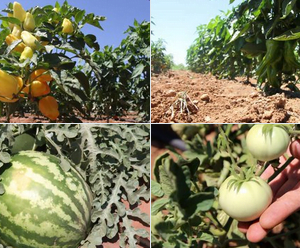 عقيلة أردوغان تنشر صور أول محصول للبذور المحلية في تركيا