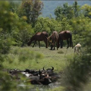 في بورصة التركية.. خيول برية يصعب تصويرها! (صور)