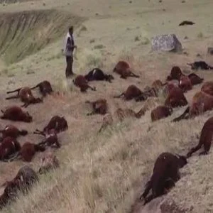 صعقة تقتل قطيعا كاملا من الأغنام في تركيا