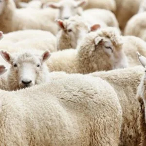 تركيا تعتزم توزيع لحوم الأضاحي لـ 3 ملايين محتاج