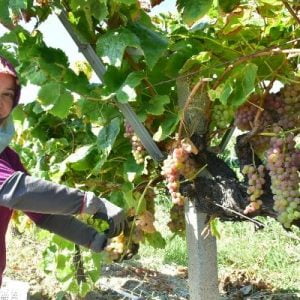 ولاية تركية تنتج نوعا من العنب بطعم الفراولة!!