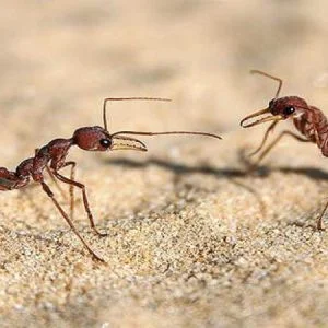 العلماء يكشفون سر تنصيب “الملكة” في مستعمرات النمل