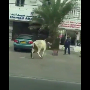 فيديو.. ثور هائج ينطح أحد المارة بعنف ويحاول الاعتداء على آخر
