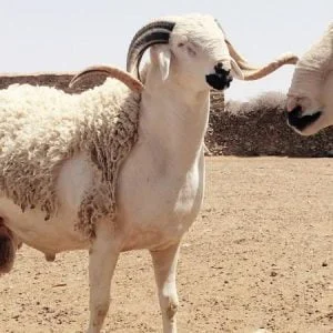 العثور على مفاجأة داخل أضحية بعد ذبحها !