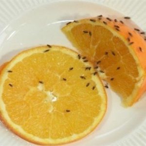 كيف تتخلص من ذباب الفاكهة دون اللجوء لمبيد حشري؟