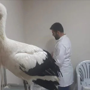 الجنود الأتراك يسعفون لقلقاً مريضًا في عفرين