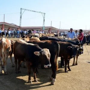 تركيا تمد يد العون لفقراء العالم في عيد الأضحى المبارك