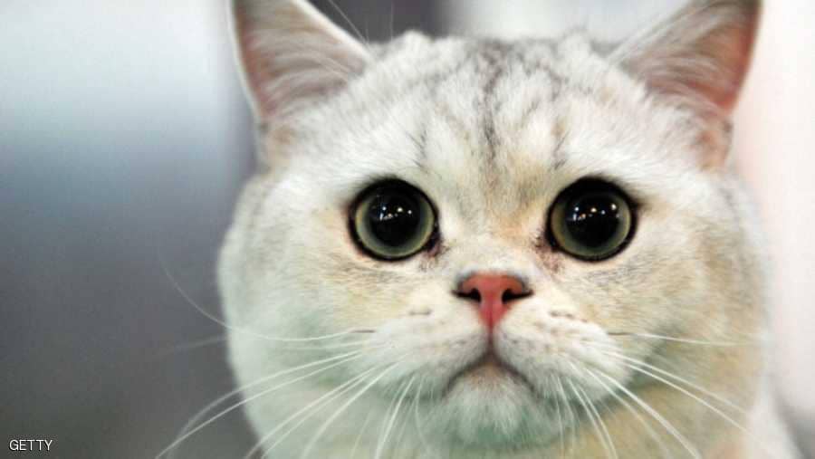 بالصور.. قطة غادرت بيت أصحابها وعادت بأغرب كيس ممكن 2 بالصور.. قطة غادرت بيت أصحابها وعادت بأغرب كيس ممكن 1