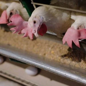 البيضة أولا أم الدجاجة… العلم يحسم الجدل