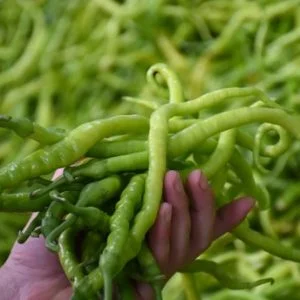 الفلفل التركي يزين موائد 49 بلدا حول العالم