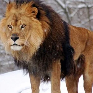 “ضبطها مع شقيقه”… شاهد رد فعل أسد بعد هروب “لبؤته”