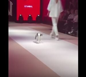 قطة تتحدى عارضات الأزياء في تركيا