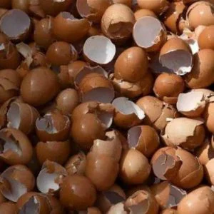 بعد قراءة هذا التقرير.. لن ترموا قشور البيض والعظام وفتات الخبز!