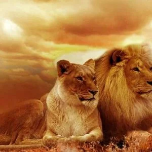 سلحفاة “تهزم” أسدين وتنجو بنفسها! (فيديو)