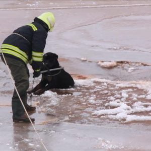 إنقاذ كلب عالق وسط نهر متجمد في تركيا