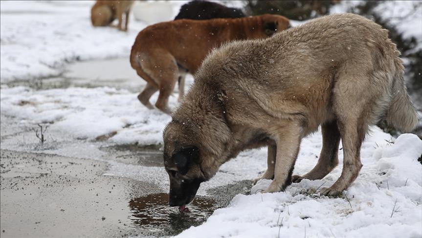 تركي يجمع جراء الكلاب الضالة لتوفير الدفء لها في الشتاء ...