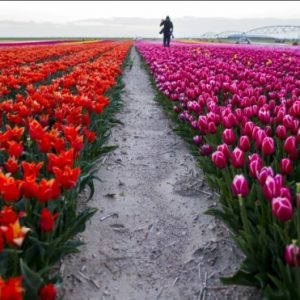 تركيا تصدّر زهور “عيد الحب” إلى عشرين دولة