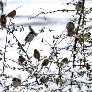 بالصور.. عاصفة ثلجية تجتاح مدينة إسطنبول 13