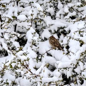 بالصور.. عاصفة ثلجية تجتاح مدينة إسطنبول 15