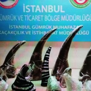 السلطات التركية تضبط قرون مهربة لحيوانات بمطار أتاتورك
