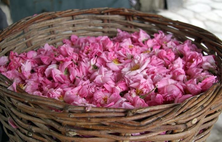 اسبارطة التركية: ورود نباتية بأسعار ذهب عالمية 3