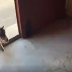 قطة اختارت لصغارها أطهر أغظم مكان في العالم!! (فيديو)