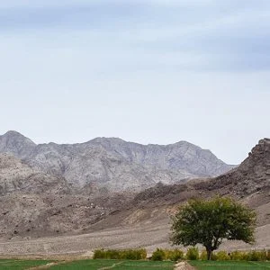 بسبب “الغزو الأسود”… استنفار في إسرائيل و6 دول عربية