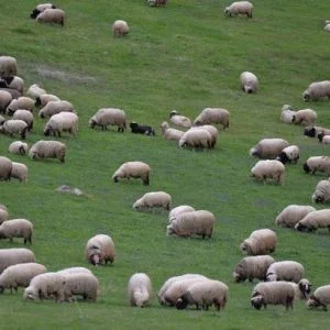 ولاية تركية تستعد لبيع قرابة مليونين من الأغنام حتى عيد الأضحى المقبل