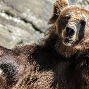 ملك “إنستغرام” يثير ضجة بسبب فيديو يجمعه مع دب وسط حشد من السيدات!!