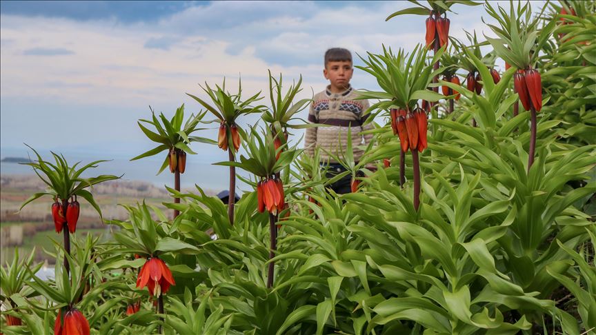 شاهد "العروس الباكية" شرقي تركيا! 1