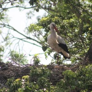 دلتا “قزل إرماق”.. محمية تركية تزدان باللقالق وأعشاشها