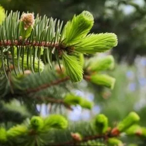 البلدة التي تنمو فيها النقود على الأشجار