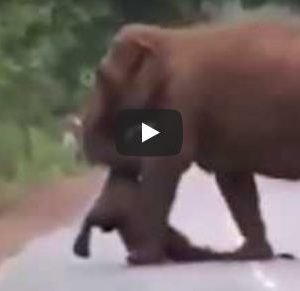 قطيع فيلة يسير في جنازة فيل صغير (فيديو)
