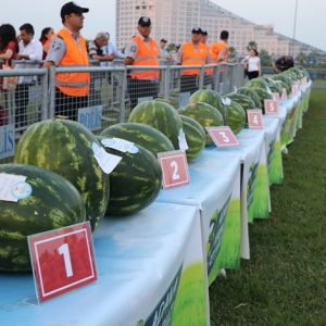 مهرجان لـ”البطيخ الأحمر” في ولاية أضنة التركية
