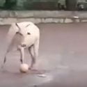 بالفيديو .. بقرة تلعب كرة القدم!! 1