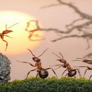 10 حقائق غريبة عن عالم النمل