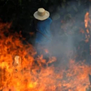 غابات الأمازون ليست ‘رئة العالم’ ولا تنتج 20% من الأوكسجين!