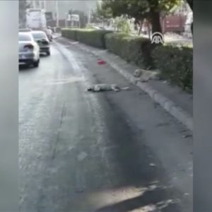 فيديو لكلب يحزن لنفوق آخر دهسته سيارة في ازمير غرب تركيا