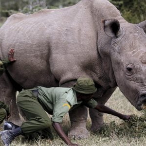 من ذكور ميتة… تخليق أجنة من وحيد القرن شبه المنقرض