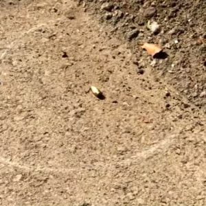 مقتل شاب سوري بالرصاص في ولاية أضنة!