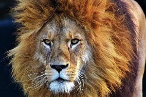 بالفيديو .. طفل يصارع أسد .. ماذا حدث؟