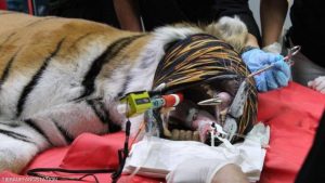 بالصور.. ناب من ذهب ينهي معاناة نمر "يأكل بصعوبة" 1