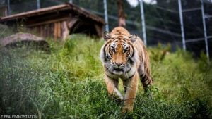 بالصور.. ناب من ذهب ينهي معاناة نمر "يأكل بصعوبة" 3