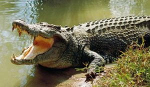 فهد جائع يحاول سرقة تمساح… فيديو