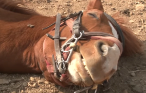 بالفيديو.. حصان يتظاهر بأنه ميت.. وهذا هو السبب